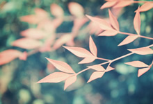 非洲顶级联赛刚刚闭幕，不少球员即将离队转会